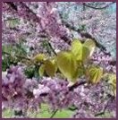 Redbud tree.